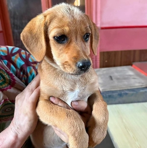LEXI - sucht ihr Für-immer-Zuhause (wartet in Rumänien)