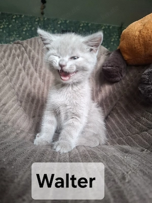 bkh kitten 