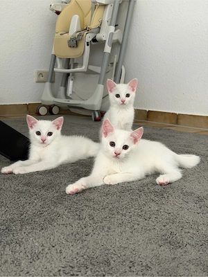 Zwei schneeweiße Kitten suchen gemeinsam ihr Für-immer-Zuhause