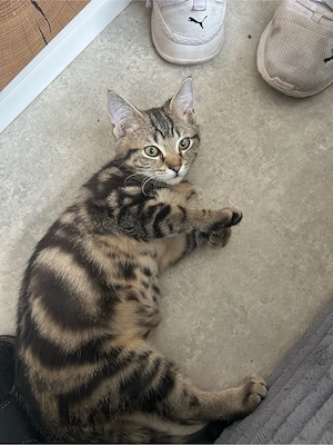 Katze sucht neues zuhause