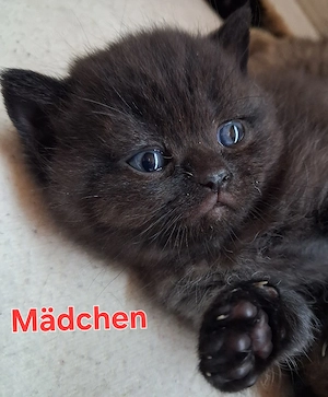 Reinrassige BKH Kitten 