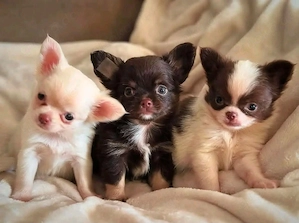 nettes Mini-Chihuahua-Welpen (Mädchen und Rude)