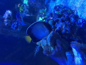 Meerwasser, Salzwasser, kaiserfisch,Nemo, anemonenfisch