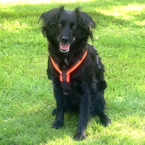 Miss Puma - 3 Jahre - Spaniel Mix - Tierhilfe Franken e.V. 