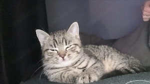 BKH Kitten 