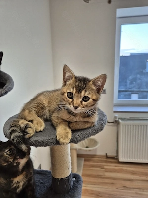 Drei hübschen britisch Kurzhaar  Bengal mix Kitten zu verkaufen 