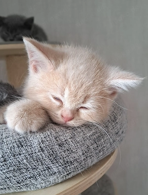 Britisch kurzhaar Kater mit Stammbaum BKH creme