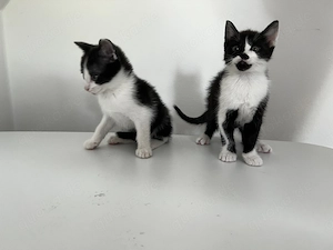 2 süße männliche Kitten