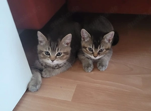 Kitten BKH