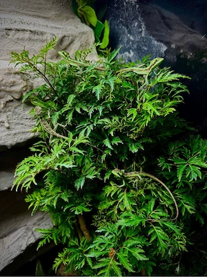 Kronenbasilisken (Laemanctus longipes)