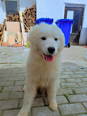 Samojedenwelpen 
