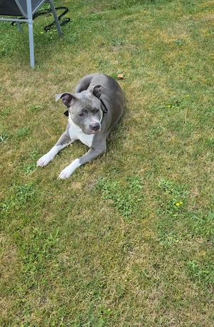American Bully XXL