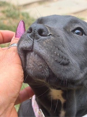 3 cane corso - xl bully welpen abgabe bereit