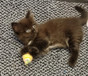 BKH Kitten in der Farbe Black-Chocolate 