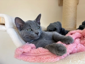Zuckersüße Russisch Blau Kitten mit Stammbaum