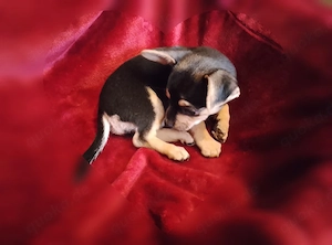 Süße Chihuahua Hündin 