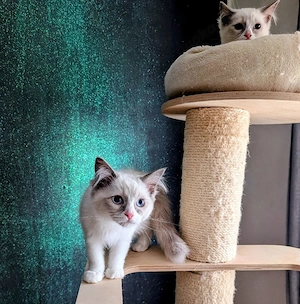 Ragdoll Kitten mit Stammbaum , Lieferung nach München, Ingolstadt, Nürnberg, Bamberg 