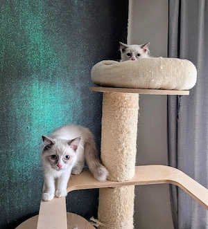 Ragdoll Kitten mit Stammbaum , Lieferung nach München, Ingolstadt, Nürnberg, Bamberg 
