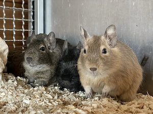 Drei Degu Mädels schwarz,Agouti, Sand