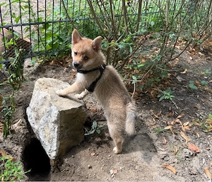 Minitur Micro Shibapom Mädchen ( Pomskypoo x Shiba Inu ) sucht noch ein liebevolles Zuhause