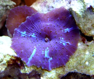 Korallenableger- Scheibenanemone - Discosoma "Blue Jawbreaker "