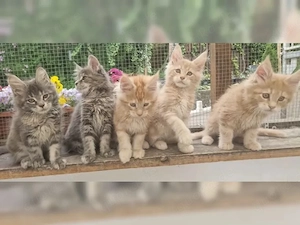 Maine Coon Mix Kitten 