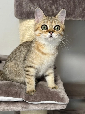 *Abholbereit* BKH Kitten