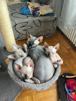 Reinrassige kanadische Sphinx 