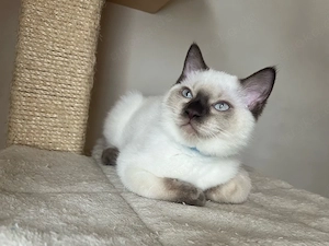 Birma-Bkh Kitten