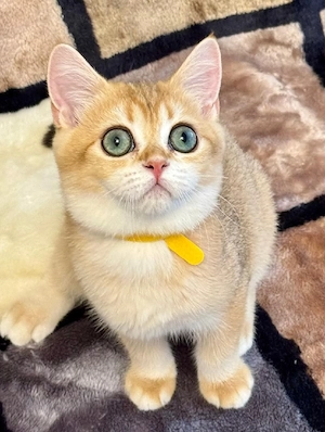 Außergewöhnliche BKH BLH Kitten