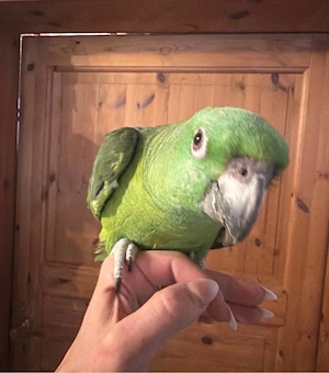 Gelb Nacken, Amazone 