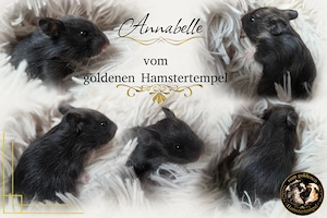Teddy und Goldhamster