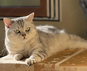     Liebevolles Zuhause für unsere Katze Jenny gesucht