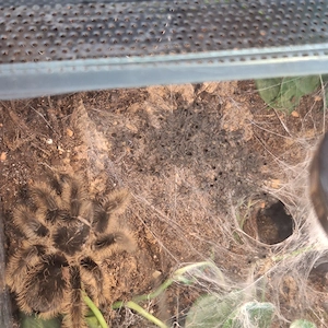 Tliltocatl albopilosus Nicaragua Slings