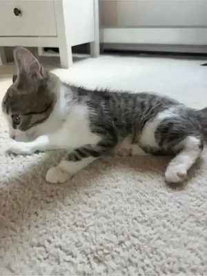 Sehr süsse BKH Kitten zu verkaufen