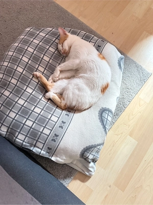 kater abzugeben Bild 3