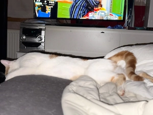 kater abzugebeb 
