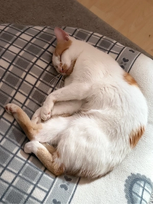 kater abzugeben Bild 2