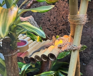 phelsuma pronki