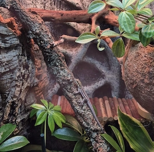 phelsuma pronki Taggecko 1.2.0