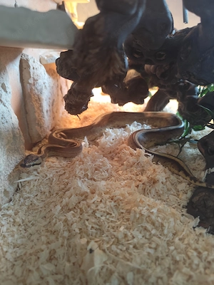 Super stripe 66%het pied mit Glasterrarium 