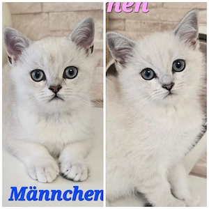 BKH Kitten Kätzchen Babykatze Männchen Weibchen weiß