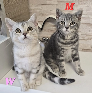 BKH Kitten Kätzchen Babykatze Männchen Weibchen