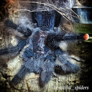 Avicularia sp geroldi