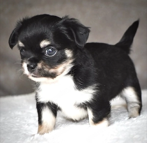 ,   Liebevolle Chihuahua-Welpen bereit für ihr Für-immer-ZuhauseWriting Diese süßen