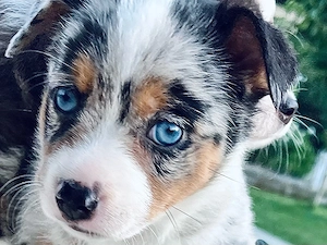 Mini Aussie Mix Welpen - Therapiehundelinie