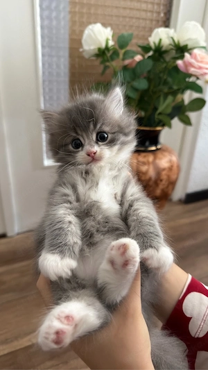 Ragdoll Kätzchen
