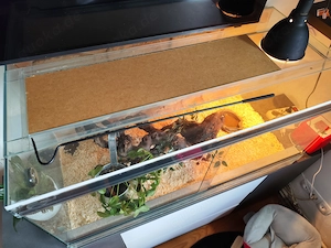 Glasterrarium zu verkaufen 