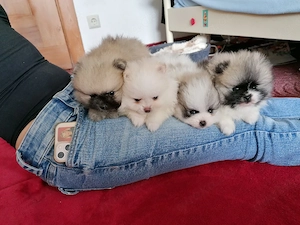 Pomeranian Zwergspitz 
