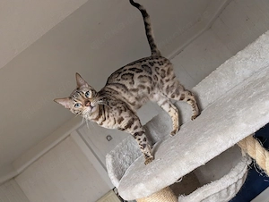 2 Bengal Kater suchen ein gemeinsames zu Hause 